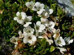 Veronica planopetiolata