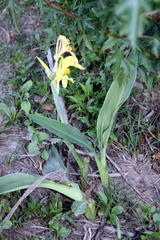 Canna glauca