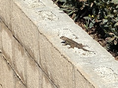 Sceloporus occidentalis