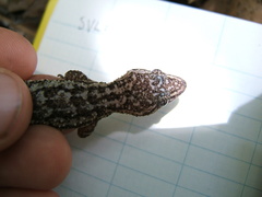 Hemidactylus palaichthus