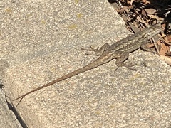 Sceloporus occidentalis