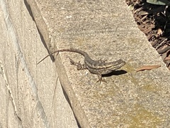 Sceloporus occidentalis