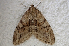 Trichopteryx polycommata