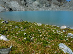 Veronica planopetiolata