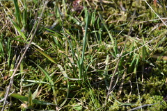 Olsynium douglasii