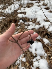Viburnum acerifolium