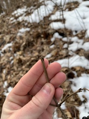 Viburnum acerifolium