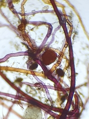 Bryum ruderale