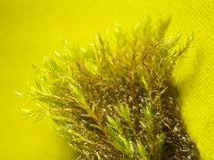 Bryum ruderale