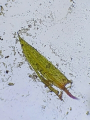Bryum ruderale