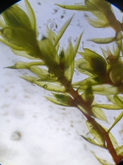 Bryum ruderale