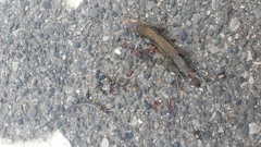 Pholidoscelis chrysolaemus