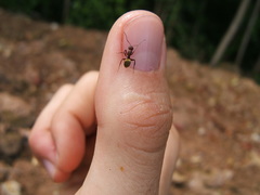 Camponotus chazaliei