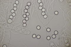 Ascobolus brassicae