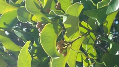 Sarcolaenaceae