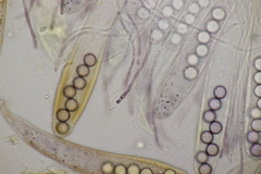 Ascobolus brassicae