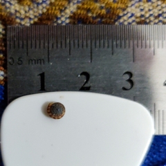 Discus rotundatus