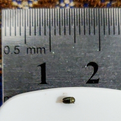 Brassicogethes aeneus