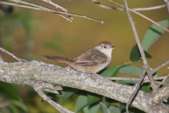 Phacellodomus sibilatrix