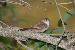 Phacellodomus sibilatrix