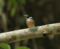 Eurylaimus ochromalus