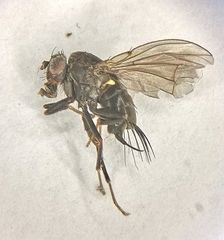 Dichaeta caudata