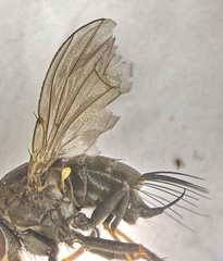 Dichaeta caudata