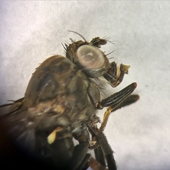 Dichaeta caudata