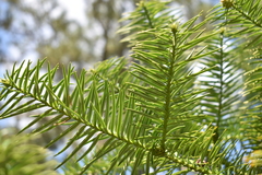 Cunninghamia