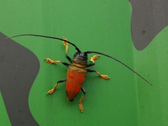 Sternotomis rufozonata