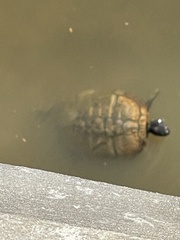 Trachemys scripta