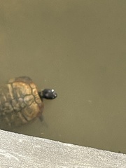 Trachemys scripta