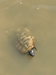 Trachemys scripta
