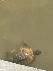 Trachemys scripta