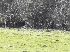 Perdix perdix