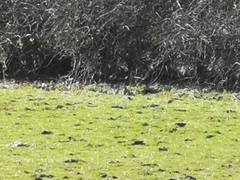 Perdix perdix