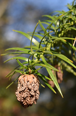 Cunninghamia