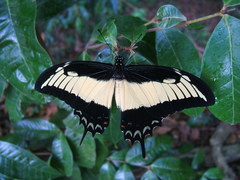 Heraclides androgeus