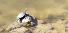 Trachemys scripta elegans