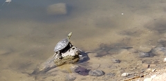 Trachemys scripta elegans