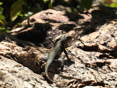Tropidurus azurduyae