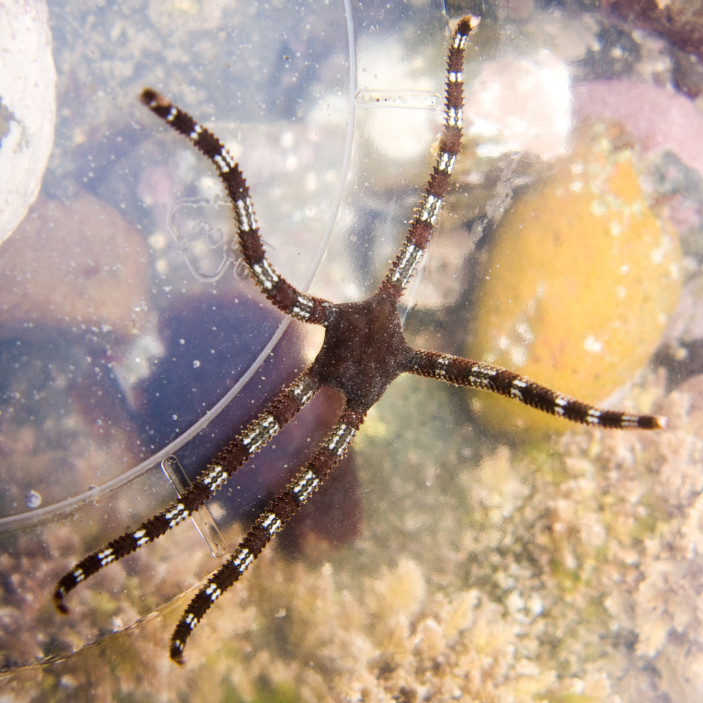 Ophioderma panamense