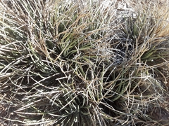 Agave schottii schottii