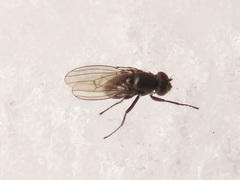Coenia curvicauda