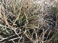 Agave schottii schottii