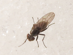 Coenia curvicauda