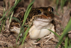 Wrestler Frog photo 4