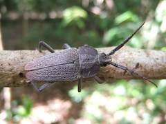 Solenoptera luciae