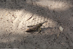 Dictyophorus griseus