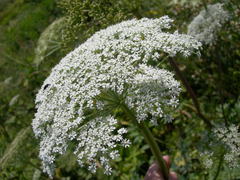Selinum alatum